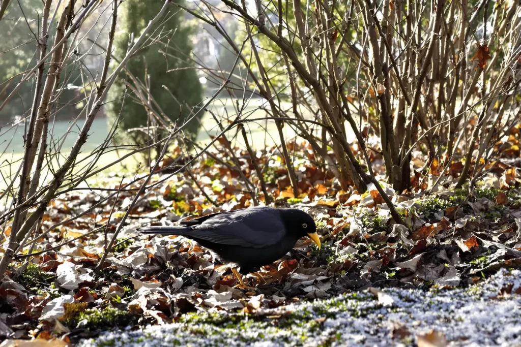 Ils fuient vos graines : pourquoi les merles boudent vos mangeoires en hiver ?