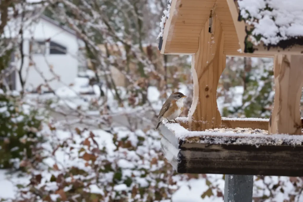 Ce geste en hiver tue les oiseaux du jardin (alerte de la LPO)